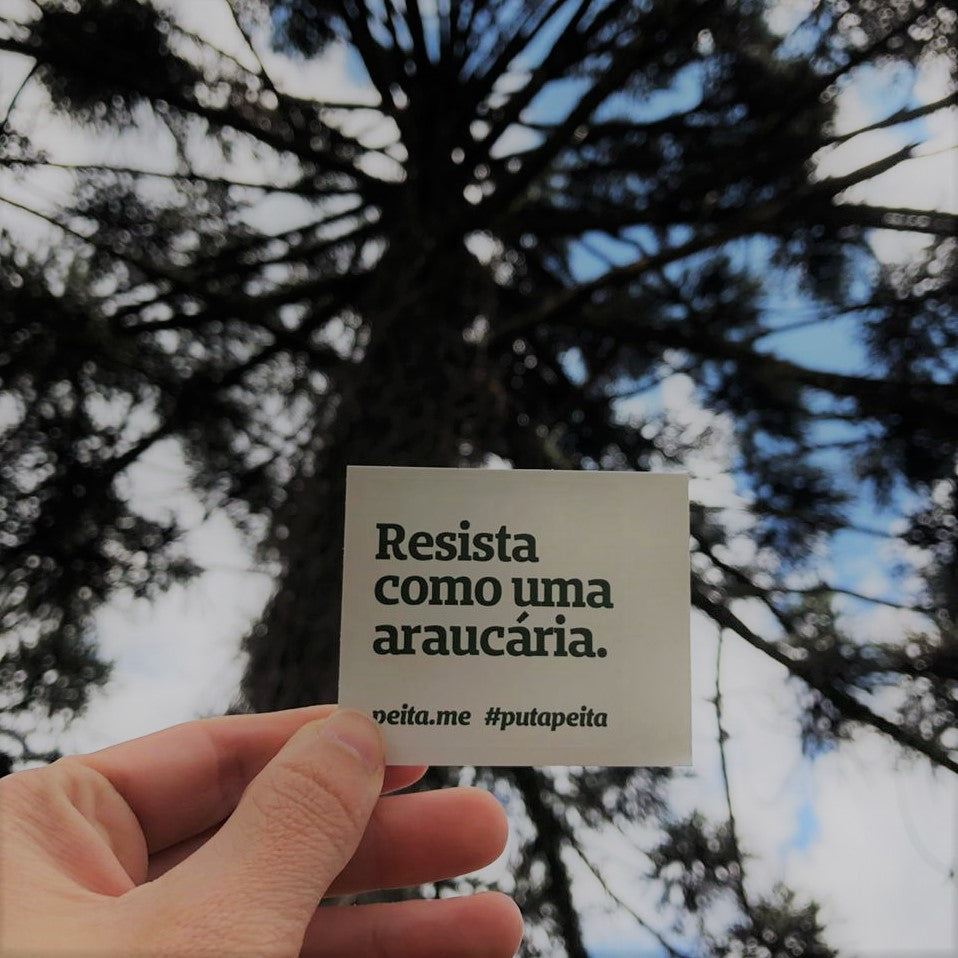 Resista como uma araucária.